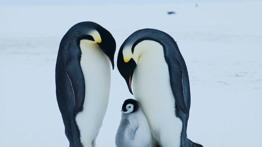 Emperor penguin at serious danger of extinction attributable to climate change