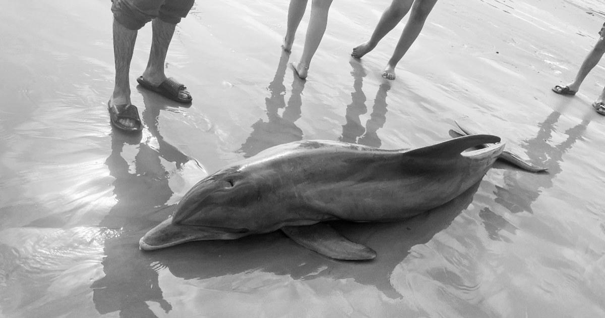 Rewards provided after dolphin ‘harassed to death’ on Texas seashore, one other impaled in Florida