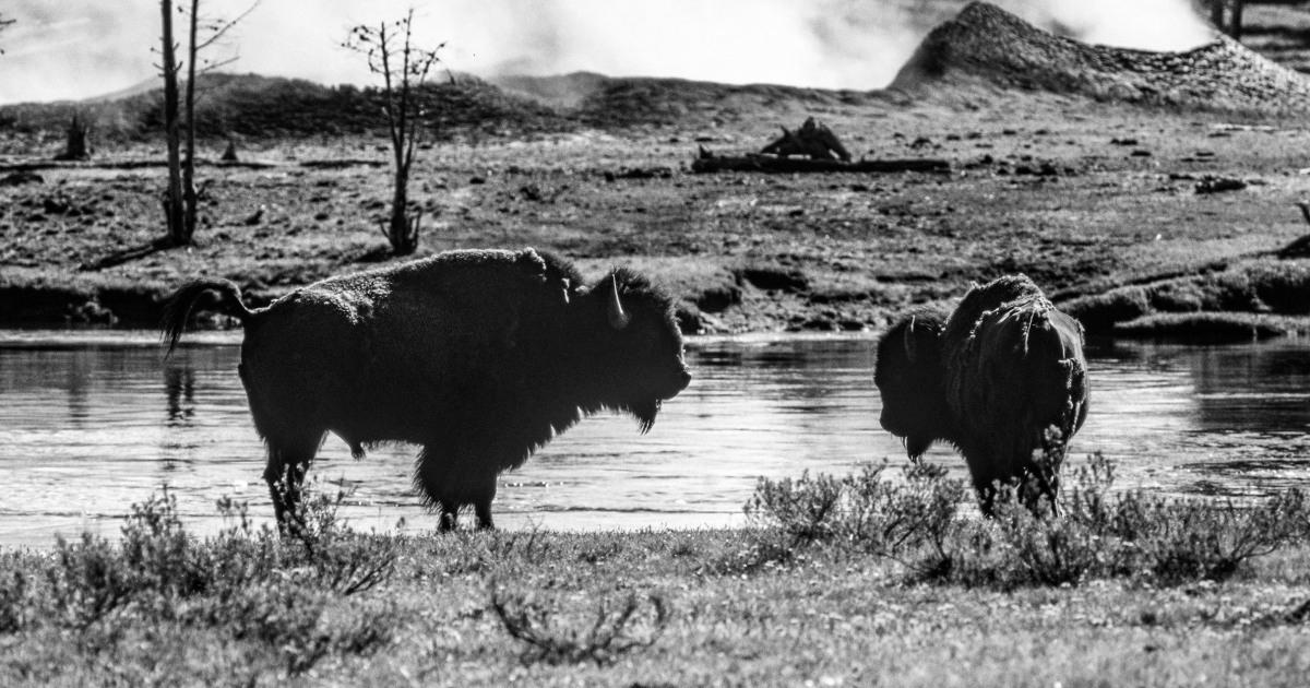 Bison gores Yellowstone customer, tosses her 10 feet, park officers say